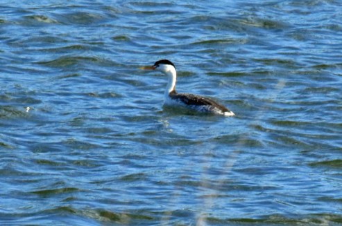 Clark's Grebe