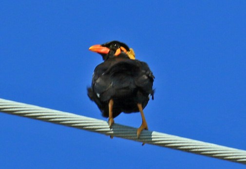 Common Hill Myna5