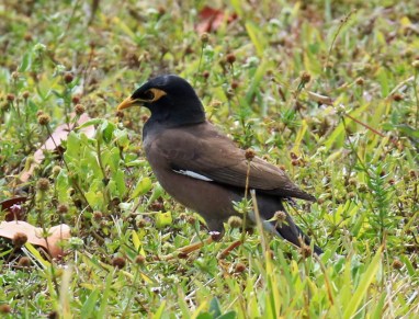 Common Myna2