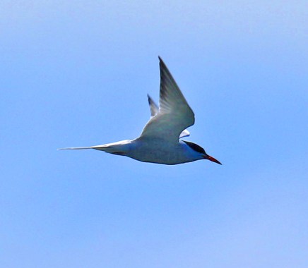 Common Tern1