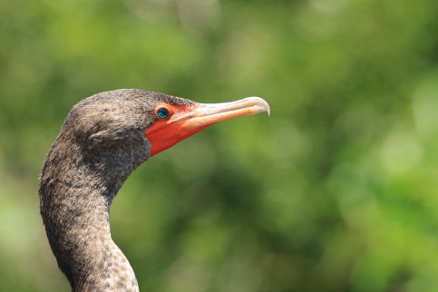 Double Crested Cormorant