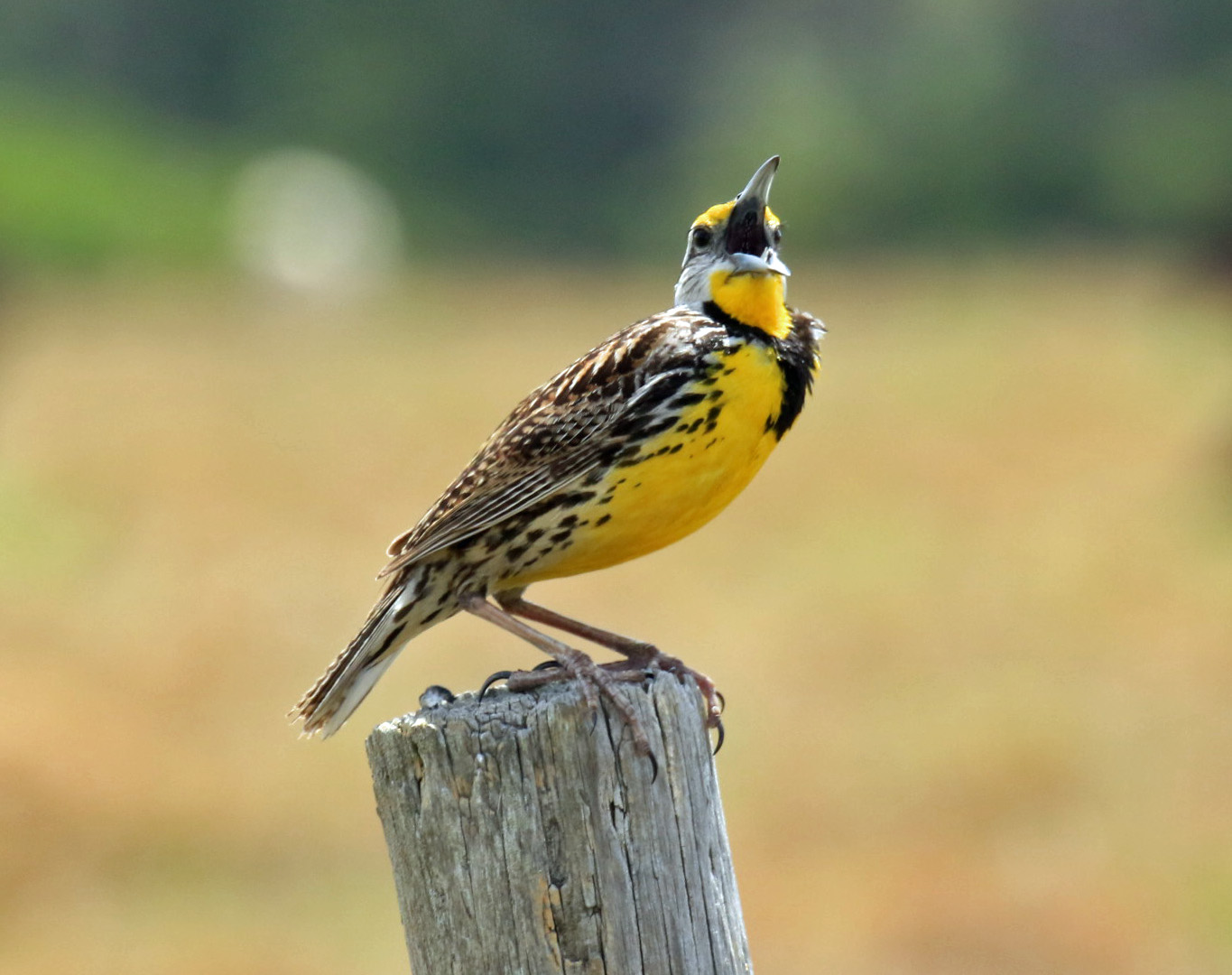 Eastern Meadowlark Singing