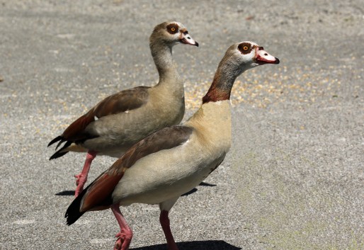 Egyptian Geese