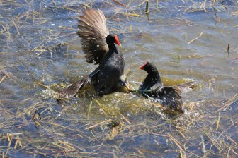 Fighting Moorhens