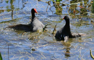 Fighting Moorhens1