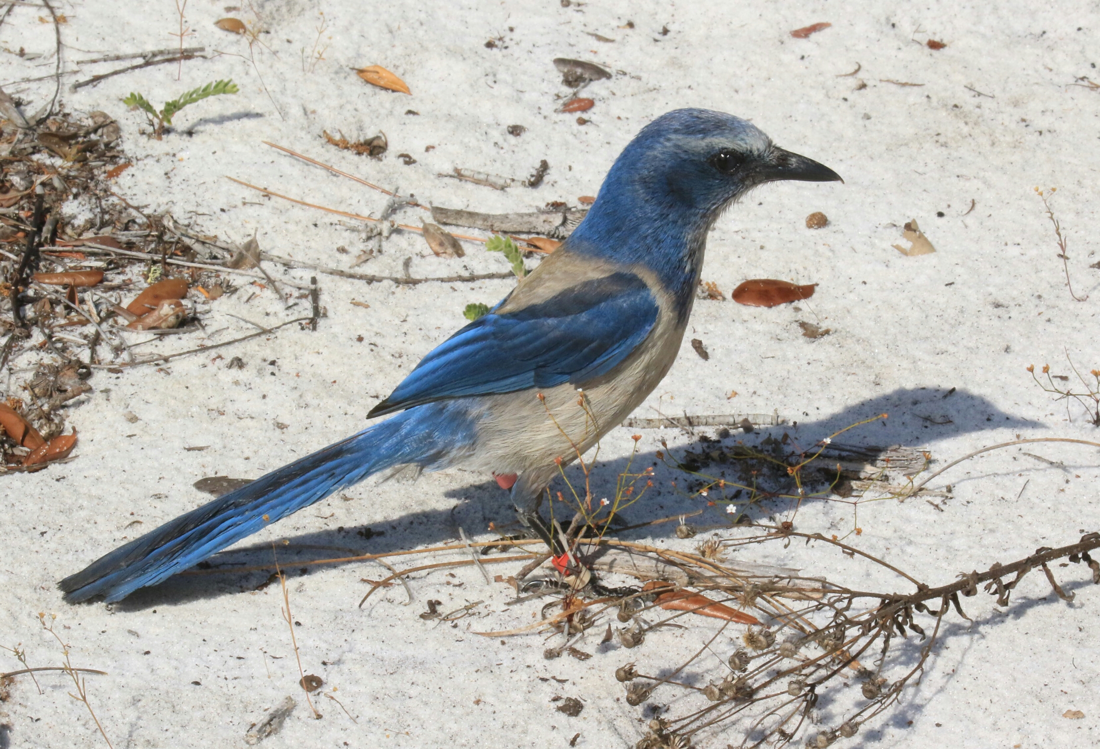 Florida Scrub-jay