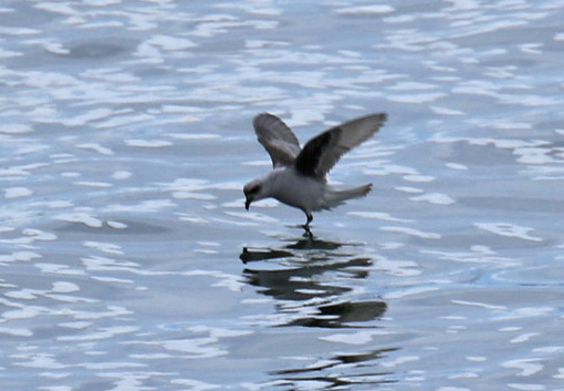 Fork Tailed Storm Petrel