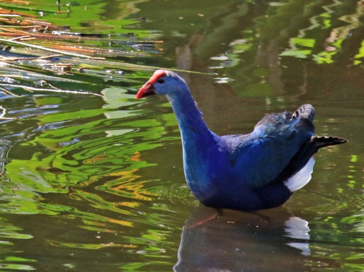 Gray HeadedSwamphen2