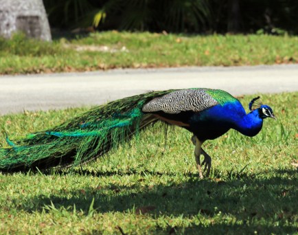 Indian Peafowl
