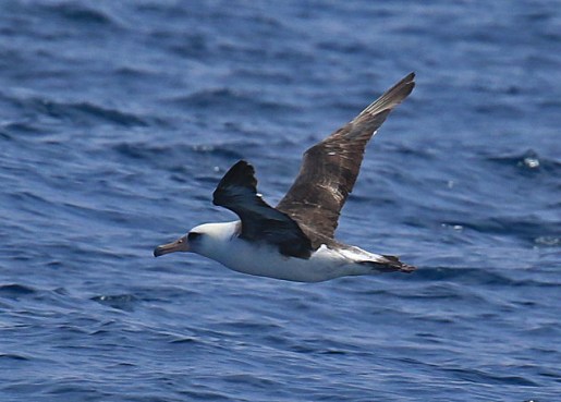 Laysan Albatross