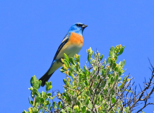 Lazuli Bunting