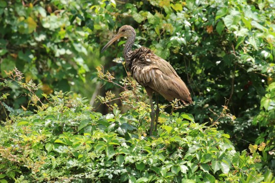 Limpkin