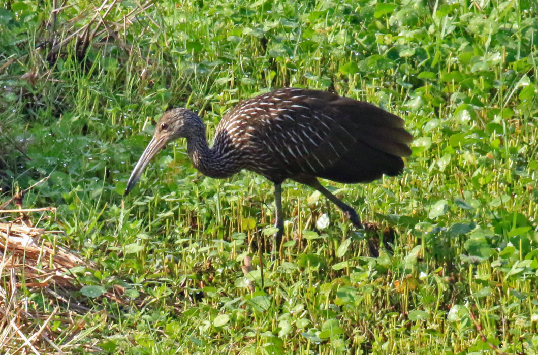 Limpkin2