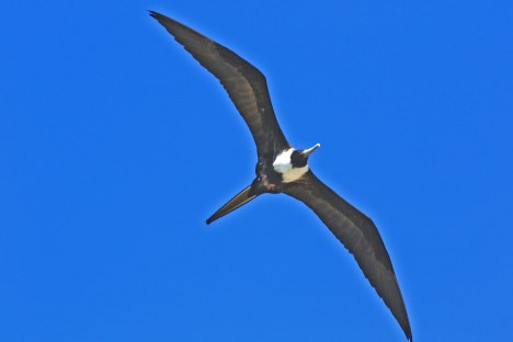 Magnificent Frigatebird5