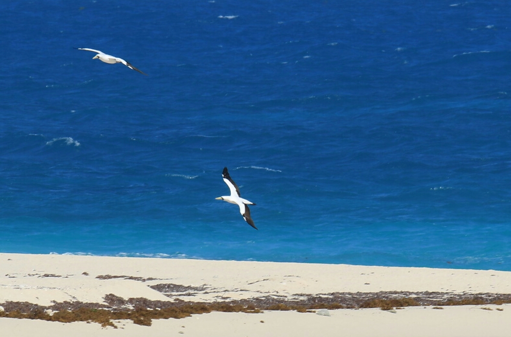 Masked Booby