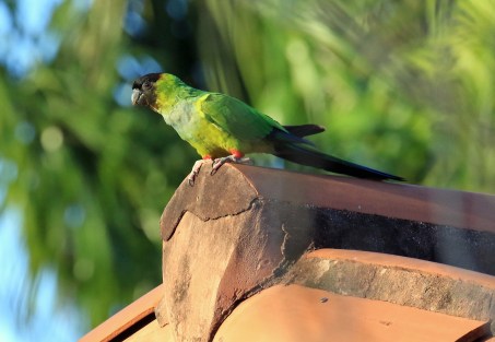 Nanday Parakeet