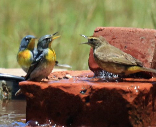 Palm Warbler with Parulas