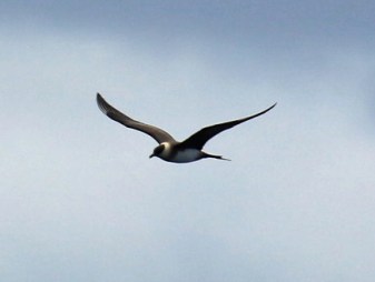 Parasitic Jaeger