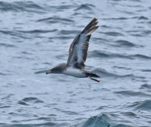 Pink Footed Shearwater
