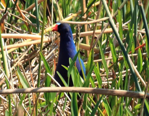 Purple Gallinule5