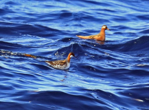 Red and Red Necked Phalaropes