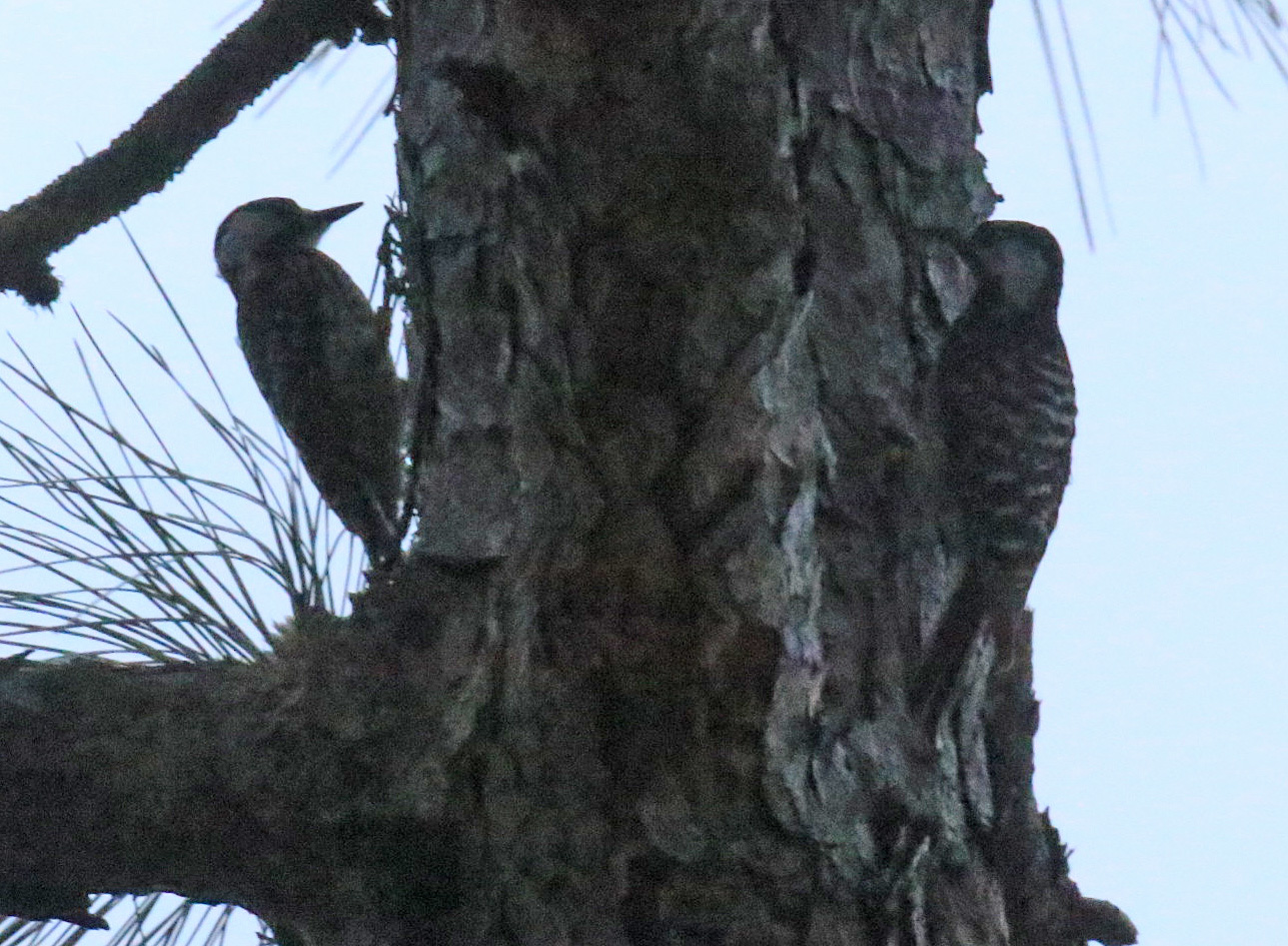 Red Cockaded Woodpeckers 5