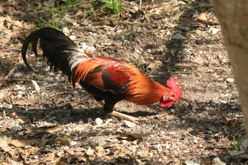 Red Junglefowl