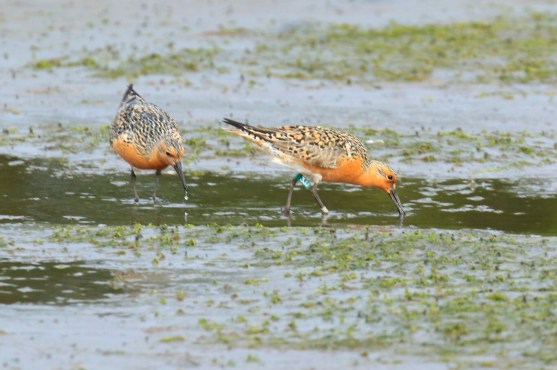 Red Knots