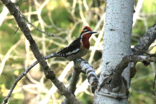 Red Naped Sapsucker