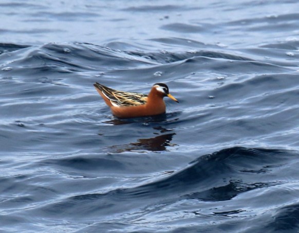 Red Phalarope1