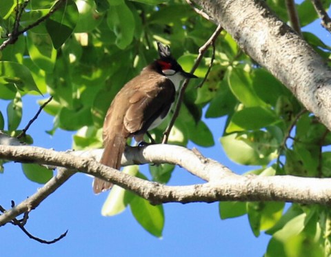 Red Whiskered Bulbul5