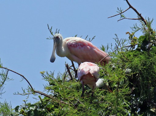 Roseate Spoonbills5