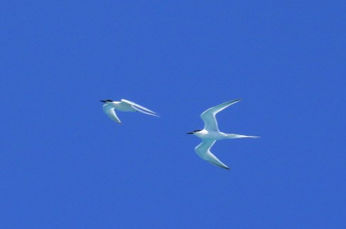 Roseate Terns 3