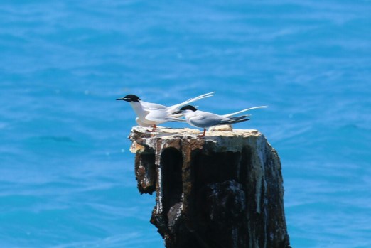 Roseate Terns