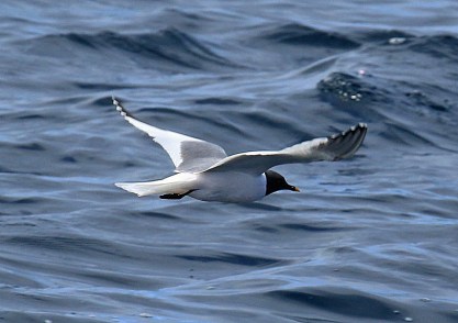Sabine's Gull