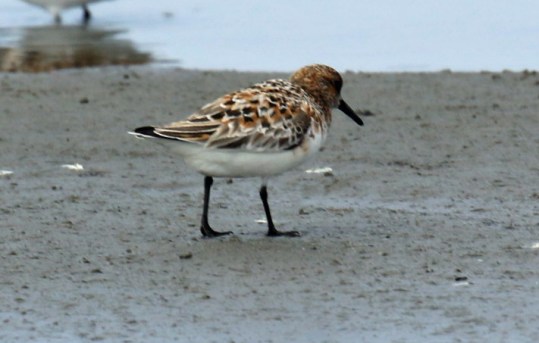 Sanderling Breeding