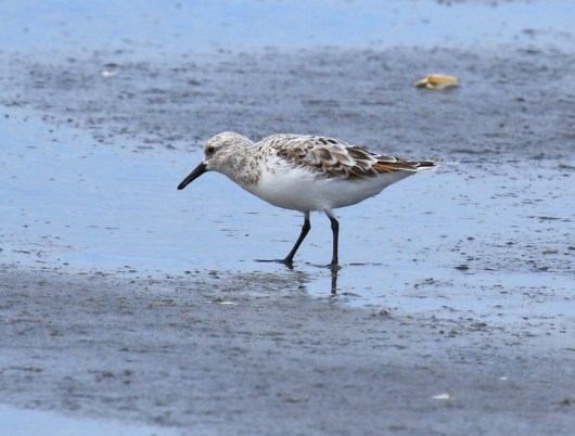 Sanderling