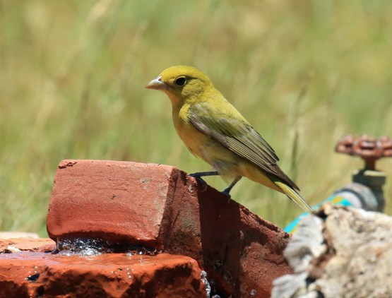 Scarlet Tanager Female