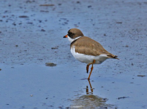 Semipalmated Plover