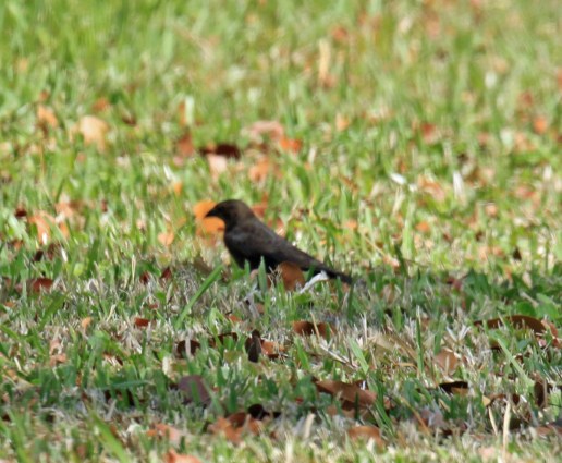 Shiny Cowbird Female1