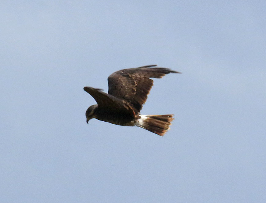 Snail Kite Flight4