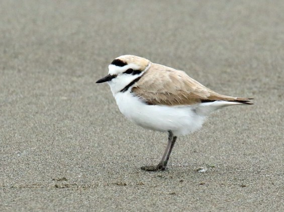 Snowy Plover