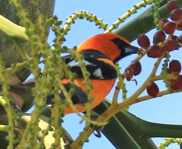Spot Breasted Oriole4