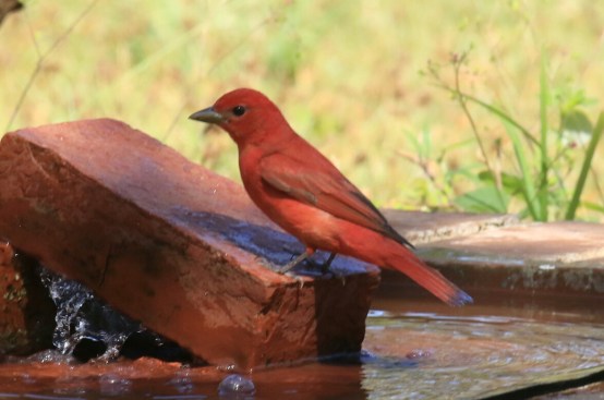 Summer Tanager