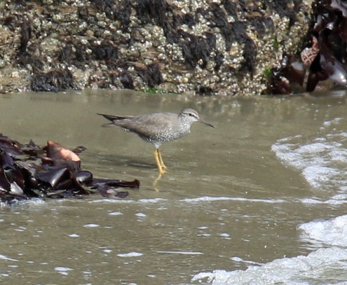 Wandering Tattler
