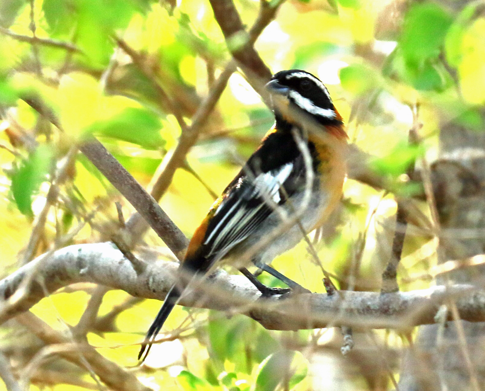 Western Spindalis5