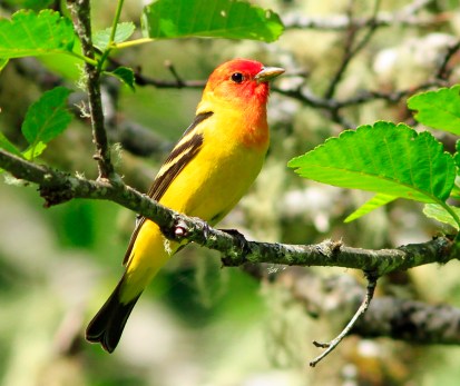 Western Tanager