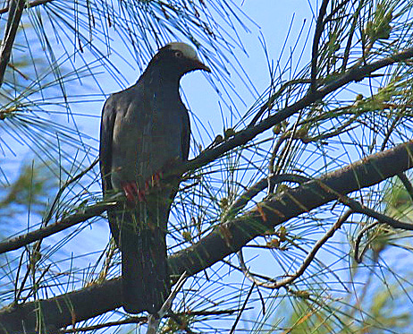 White Crowned Pigeon-r1
