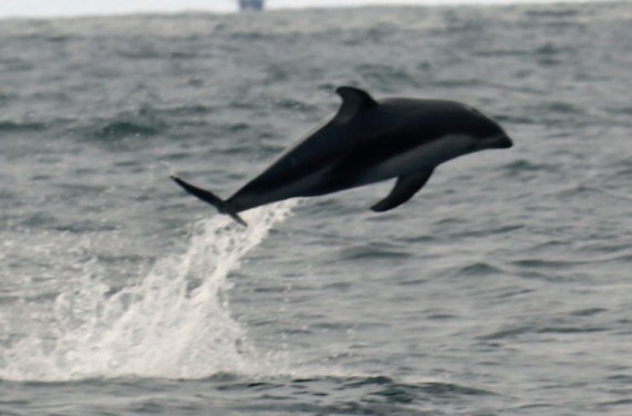 WhiteSided Dolphin Breach