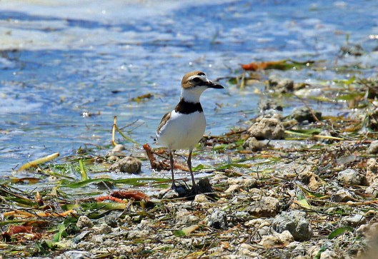 Wilson's Plover5